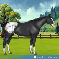 Horse Color:Black Splash Appaloosa 