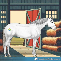 Horse Color:Smoky Black Appaloosa 