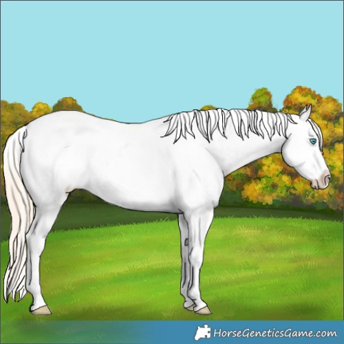Horse Color:Perlino Roan Dun Sabino Varnish 