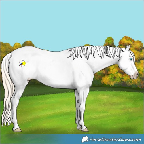 Horse Color:Perlino Roan Dun Sabino Appaloosa 