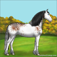 Horse Color:White Spotted Bay Splash 