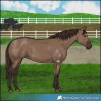 Horse Color:Liver Red Dun 