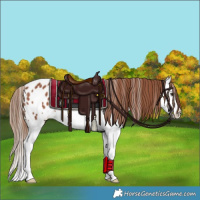 Horse Color:Chestnut Sabino Splash Appaloosa Rabicano 