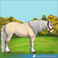 Horse Color:Silver Buckskin Dun Tobiano 