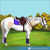 Horse Color:Amber Champagne Dun Splash Tobiano Rabicano