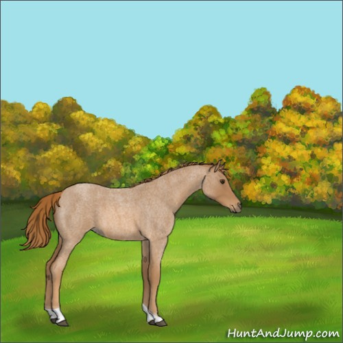 Horse Color:Red Roan Tobiano