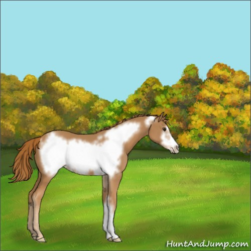 Horse Color:Chestnut Frame