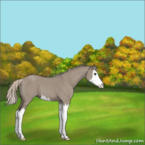 Horse Color:Silver Grullo Roan Sabino Splash