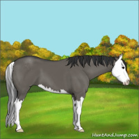 Horse Color:Grullo Sabino Splash 