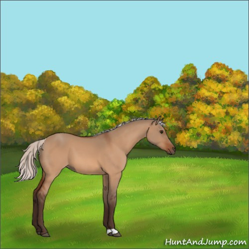 Horse Color:Silver Brown Dun
