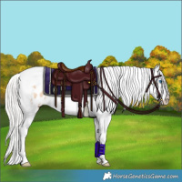 Horse Color:Silver Classic Champagne Dun Splash Tobiano Appaloosa Rabicano