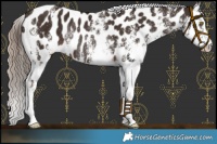 Horse Color:White Spotted Liver Chestnut Near Leopard Rabicano 