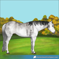 Horse Color:Gray White Spotted Grullo  and Gray White Spotted Grullo 