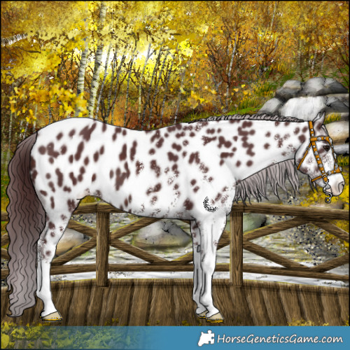 Horse Color:White Spotted Chocolate Brown Appaloosa 