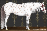 Horse Color:Chocolate Bay Leopard 