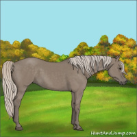 Horse Color:Silver Grullo 
