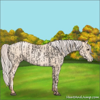Horse Color:Silver Black and Silver Sable Cream Champagne Pearl