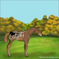 Horse Color:Painted Chocolate Palomino Appaloosa Rabicano 
