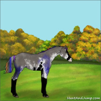 Horse Color:Painted Grullo Sabino Splash 
