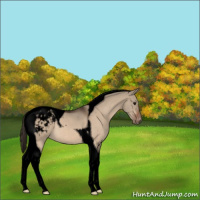 Horse Color:Void Bay Roan Dun Tobiano Appaloosa 