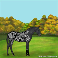 Horse Color:Black Tobiano Near Leopard