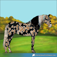 Horse Color:Chocolate Palomino Dun Near Leopard 