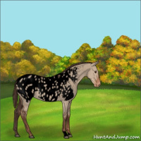 Horse Color:Void Liver Red Dun Roan Near Leopard