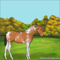 Horse Color:Bay Tobiano 