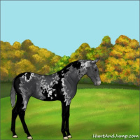 Horse Color:Black Tobiano Varnish 