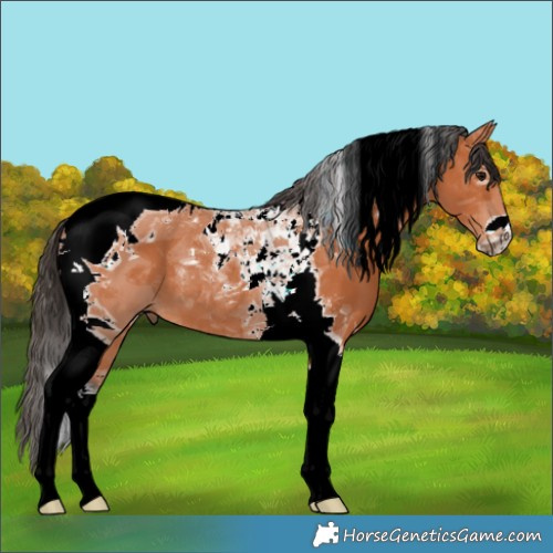 Horse Color:Bay Tobiano 
