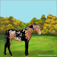 Horse Color:Bay Tobiano 
