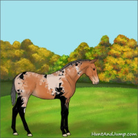 Horse Color:Bay Tobiano 