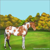 Horse Color:White Spotted Bay Varnish 