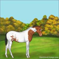 Horse Color:Bay Tobiano Blanket 