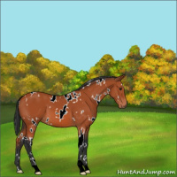 Horse Color:White Spotted Brown