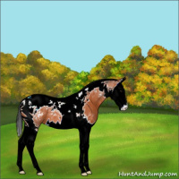 Horse Color:Bay Splash Tobiano Varnish 