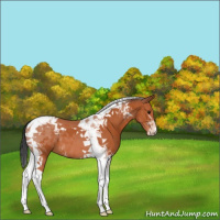 Horse Color:Bay Tobiano 