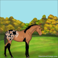 Horse Color:Bay Tobiano Appaloosa 