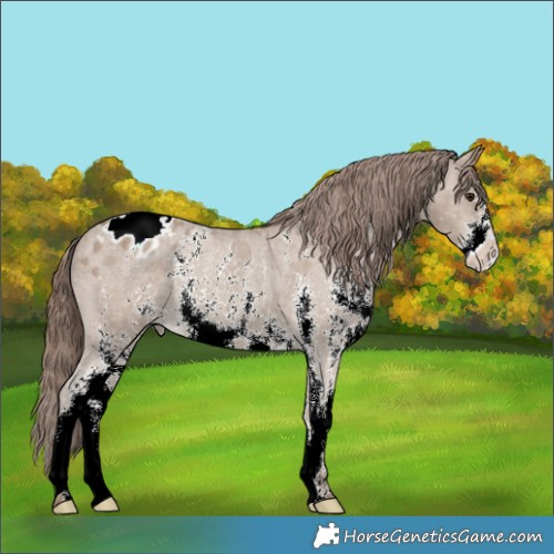 Horse Color:Classic Champagne Sabino Appaloosa 