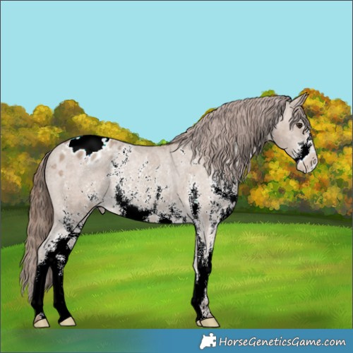 Horse Color:Classic Champagne Sabino Appaloosa 