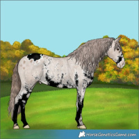Horse Color:Classic Champagne Sabino Varnish