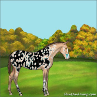 Horse Color:Amber Champagne Sabino Near Leopard