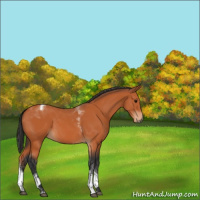 Horse Color:Bay Tobiano 