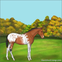 Horse Color:Bay Tobiano Blanket 