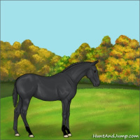 Horse Color:Black 