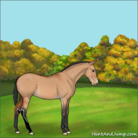 Horse Color:Bay Dun