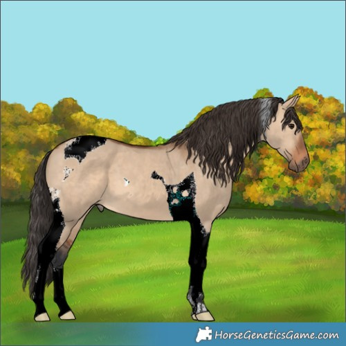 Horse Color:Bay Dun Tobiano