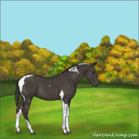 Horse Color:Smoky Black Tobiano 