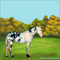 Horse Color:White Spotted Silver Amber Champagne Dun Appaloosa 
