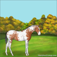 Horse Color:Bay Sabino Tobiano 